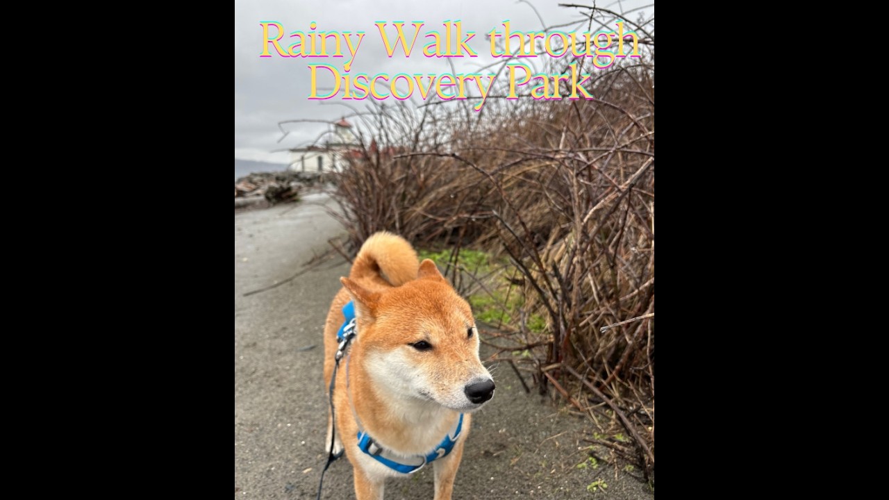 Rainy Day Ambient Walk in Discovery Park to West Point Lighthouse with a Dog