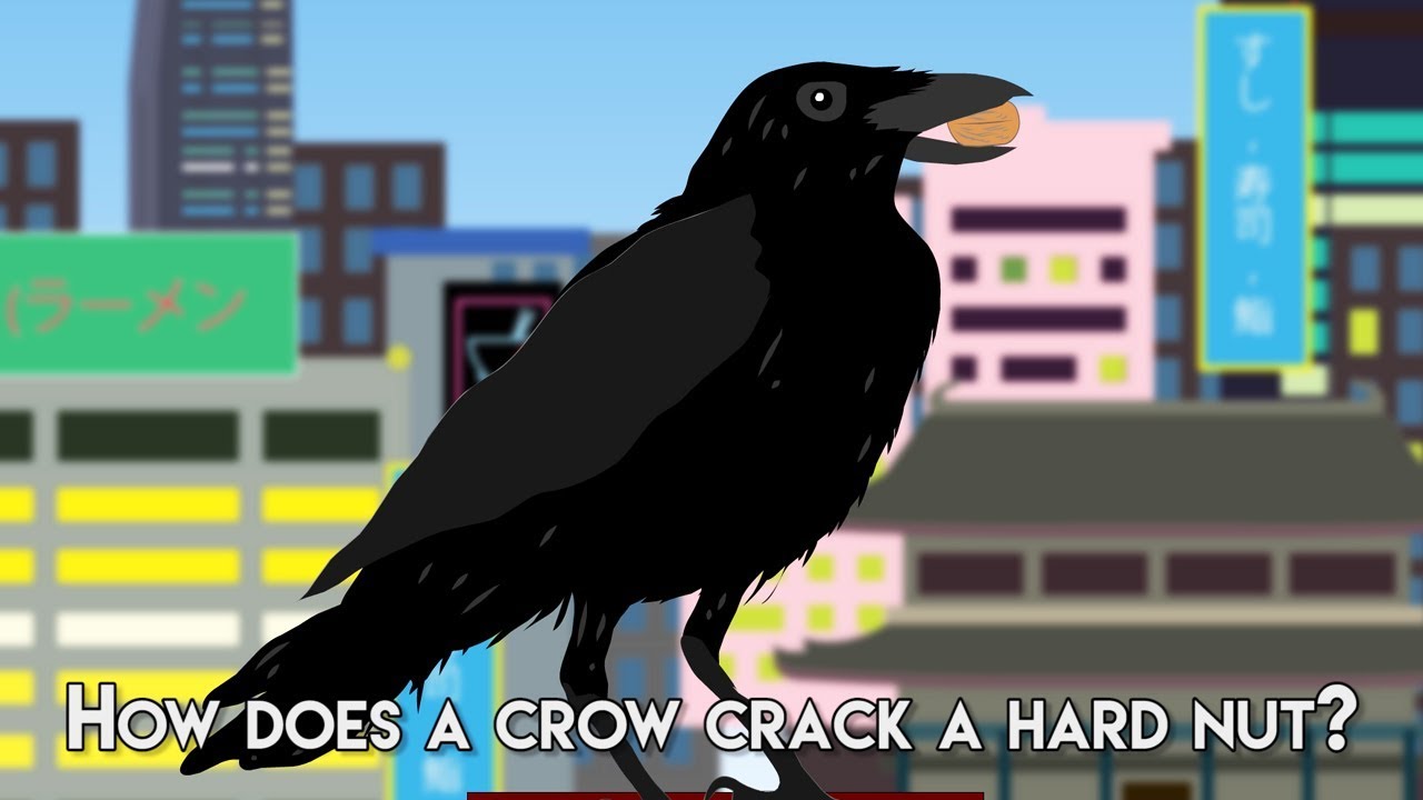 How does a Crow crack a hard nut?