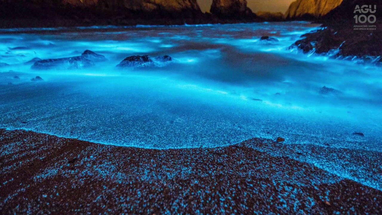 China’s sparkling bioluminescent seas are called ‘blue tears’