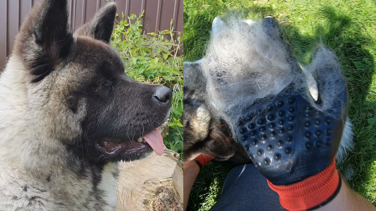 How much do Akitas shed? Watch us clean our 6 months old American Akitas fur