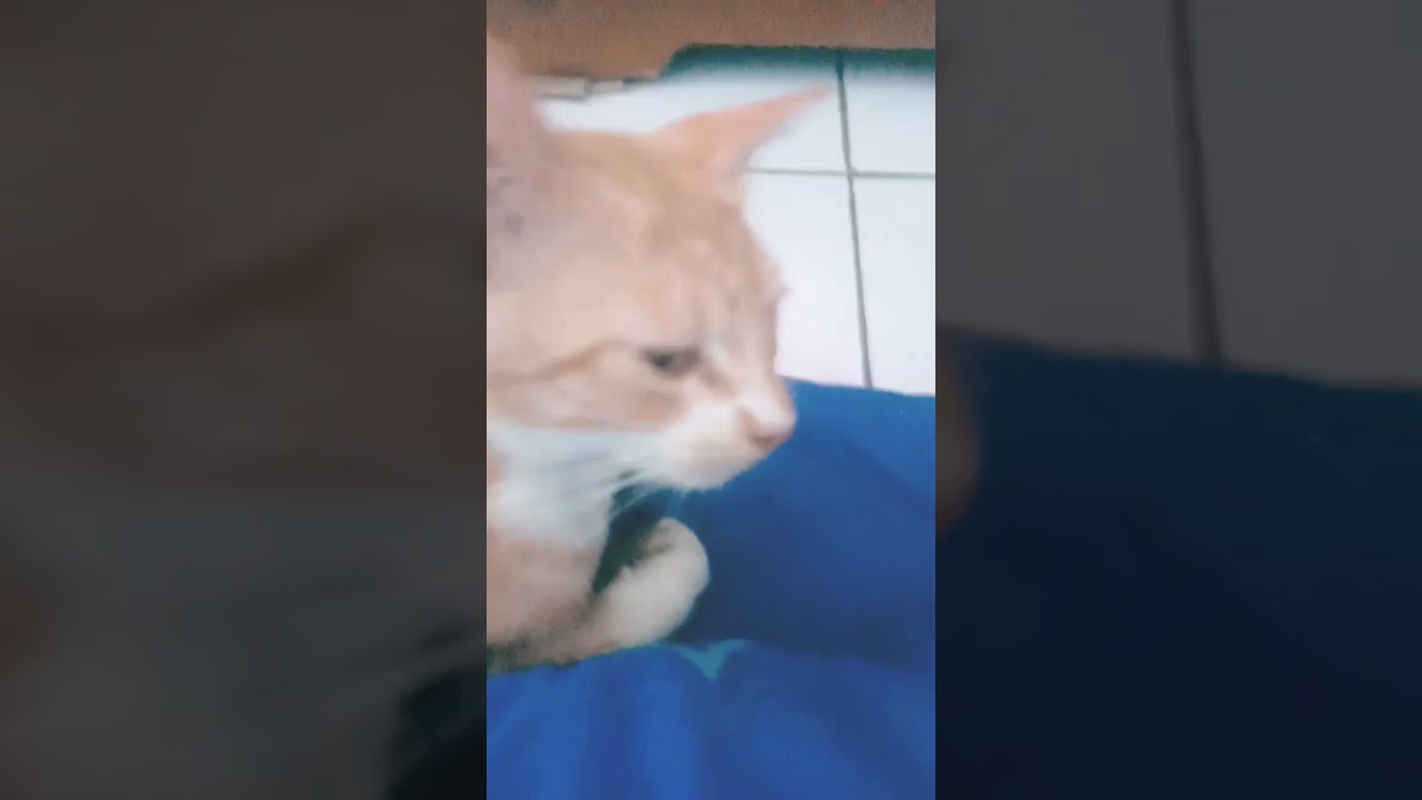 私のカテエエエエエエエエエエエエエエエエエエエエエエエエエエエエエエエエエエエエエエエエエエエエエエエエエエエエエエエエエエエエエエエエエエエエエエエエエ