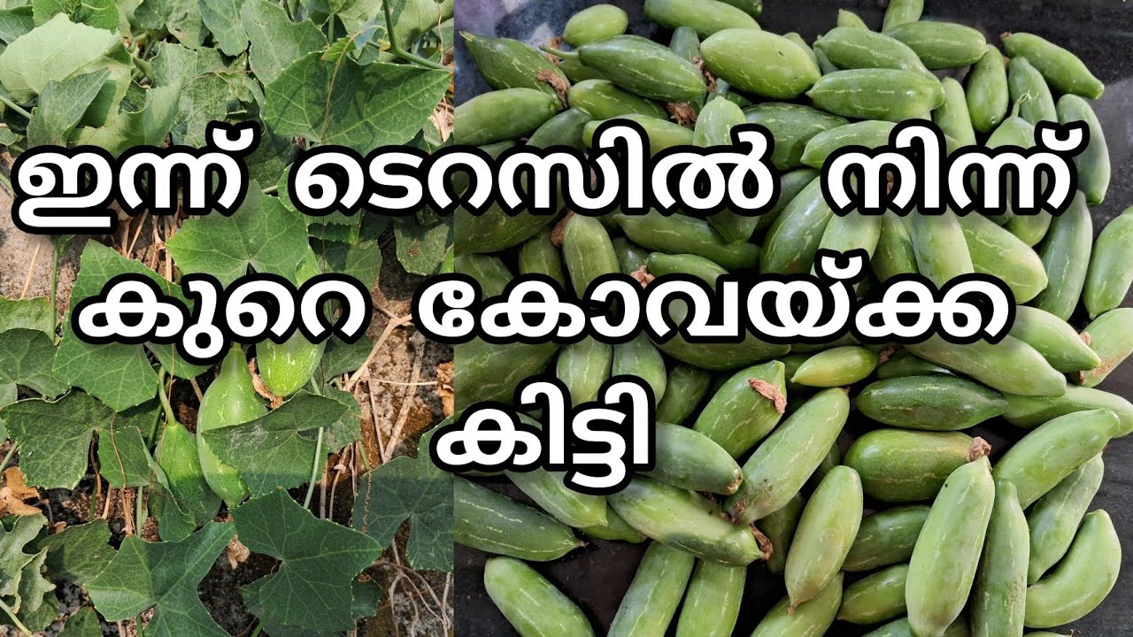 from garden to kitchen |ivygourd harvest and Kerala meals 