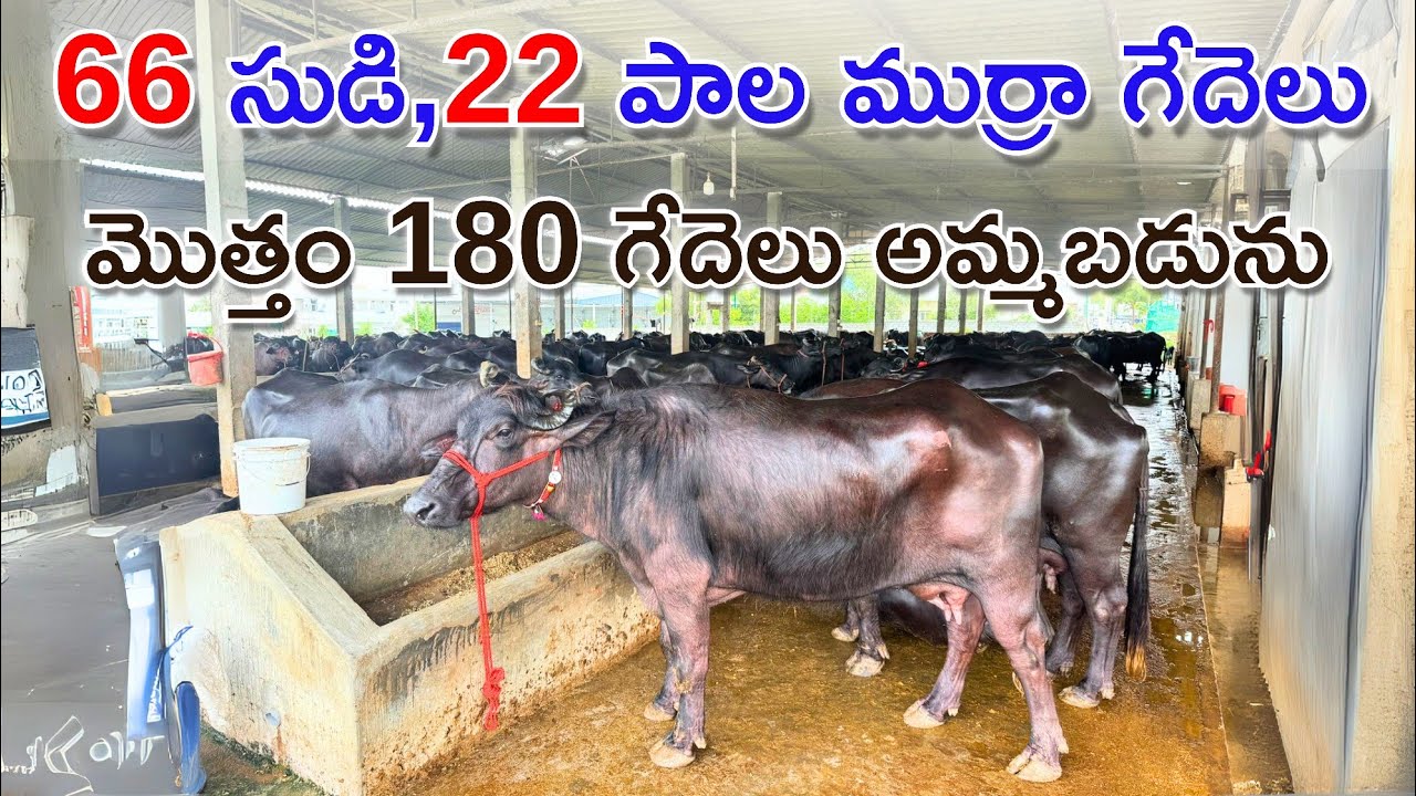 66 సుడి , 22 పాల ముర్రా గేదెలు మొత్తం 180 గేదెలు అమ్మబడును | Murrah Buffaloes 