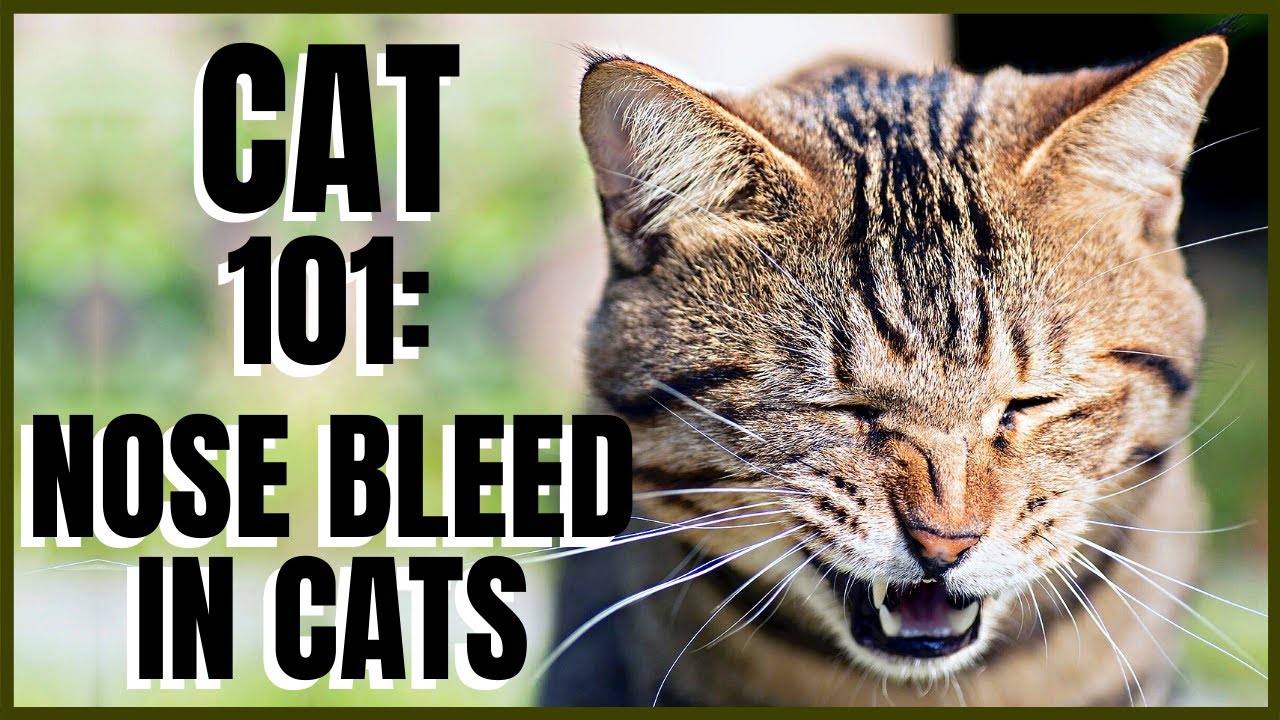Cat 101: Nose Bleed in Cats