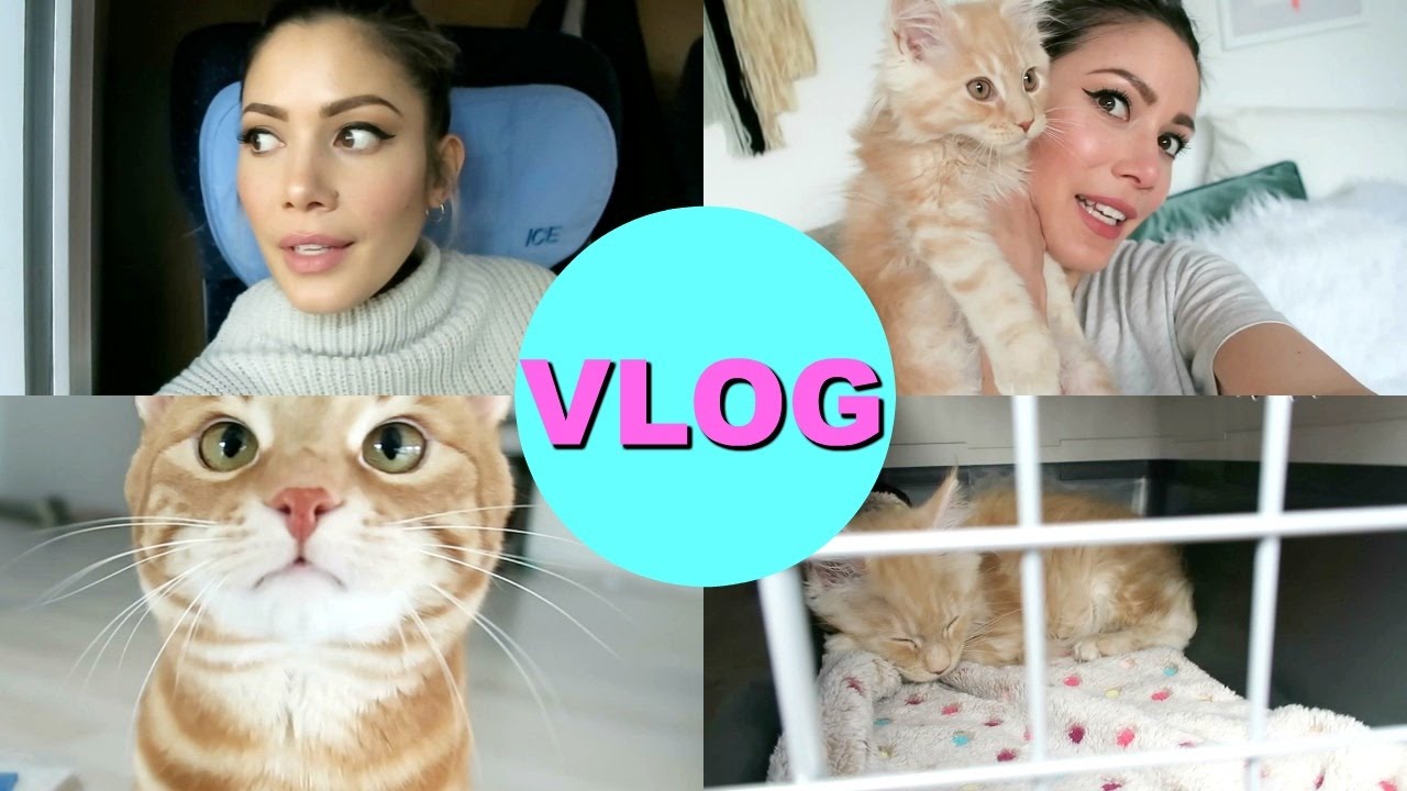 Neue Babykatze im Haus - alles für die Katz!🍋🍑😻 | FMW