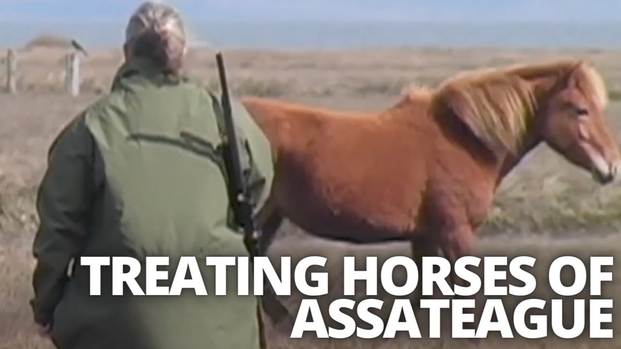 Pneu-Dart Visits the Wild Horses of Assateague Island National Seashore