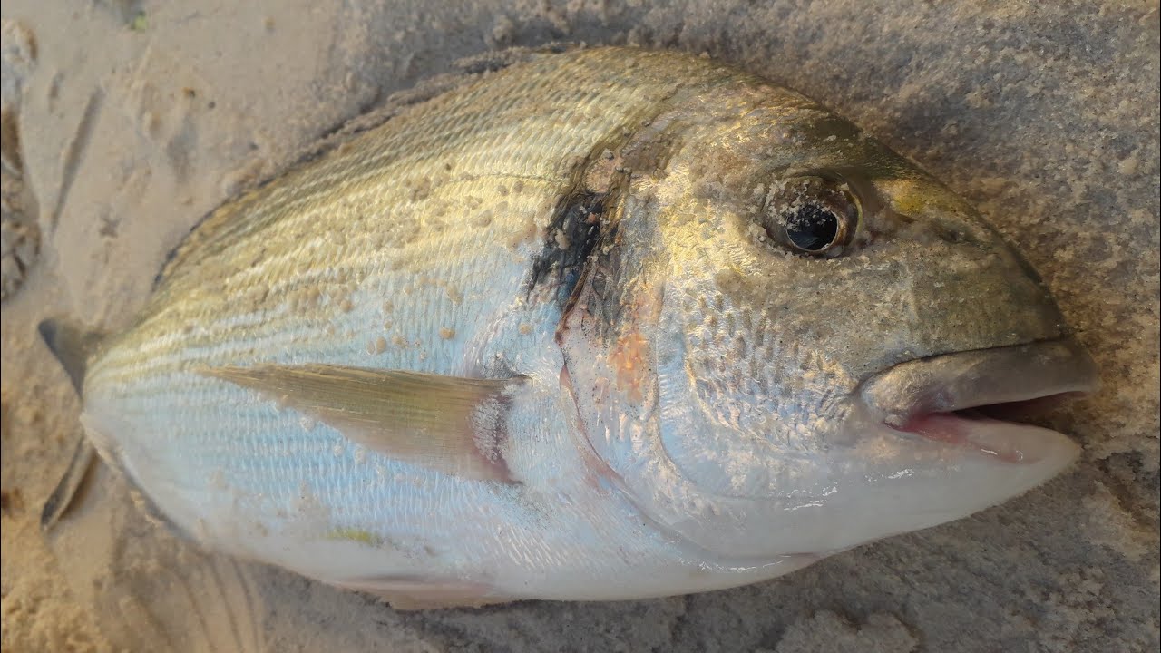 P&ecirc;che 'DORAD' 3.5kg &agrave; bakhowat Dakhla