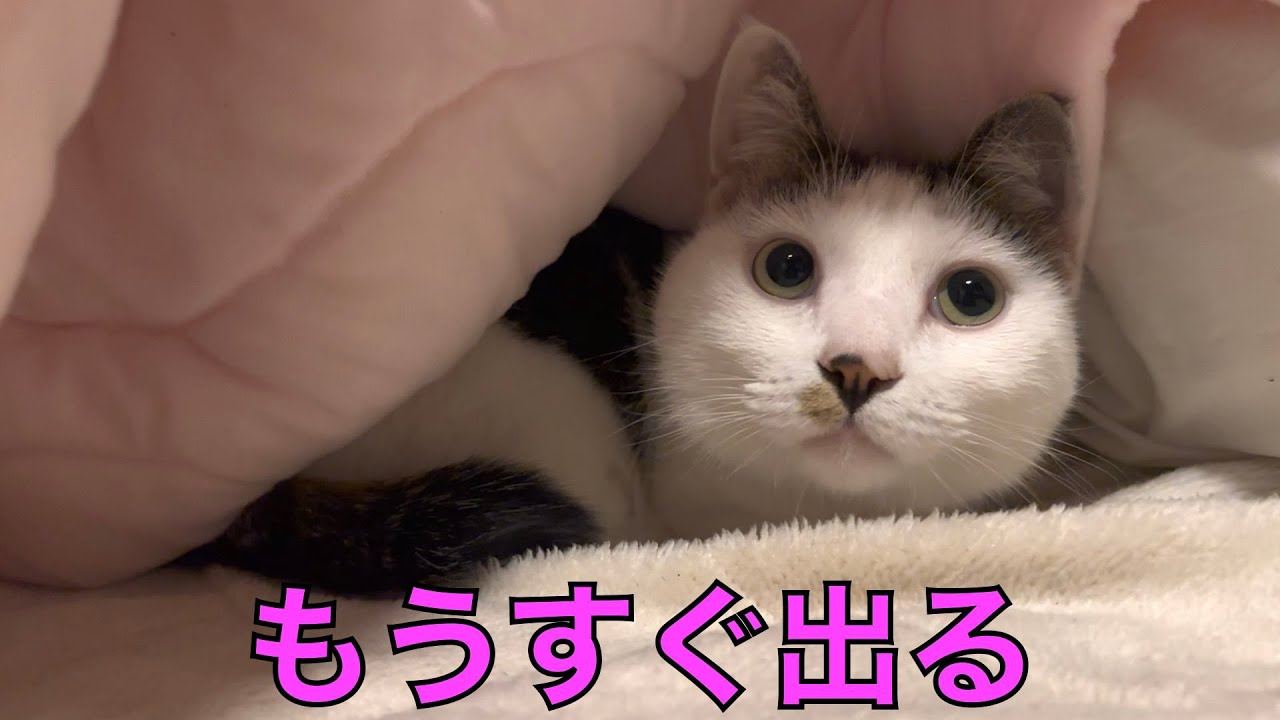 保護猫ナターシャの507日目：ふとんから出ない