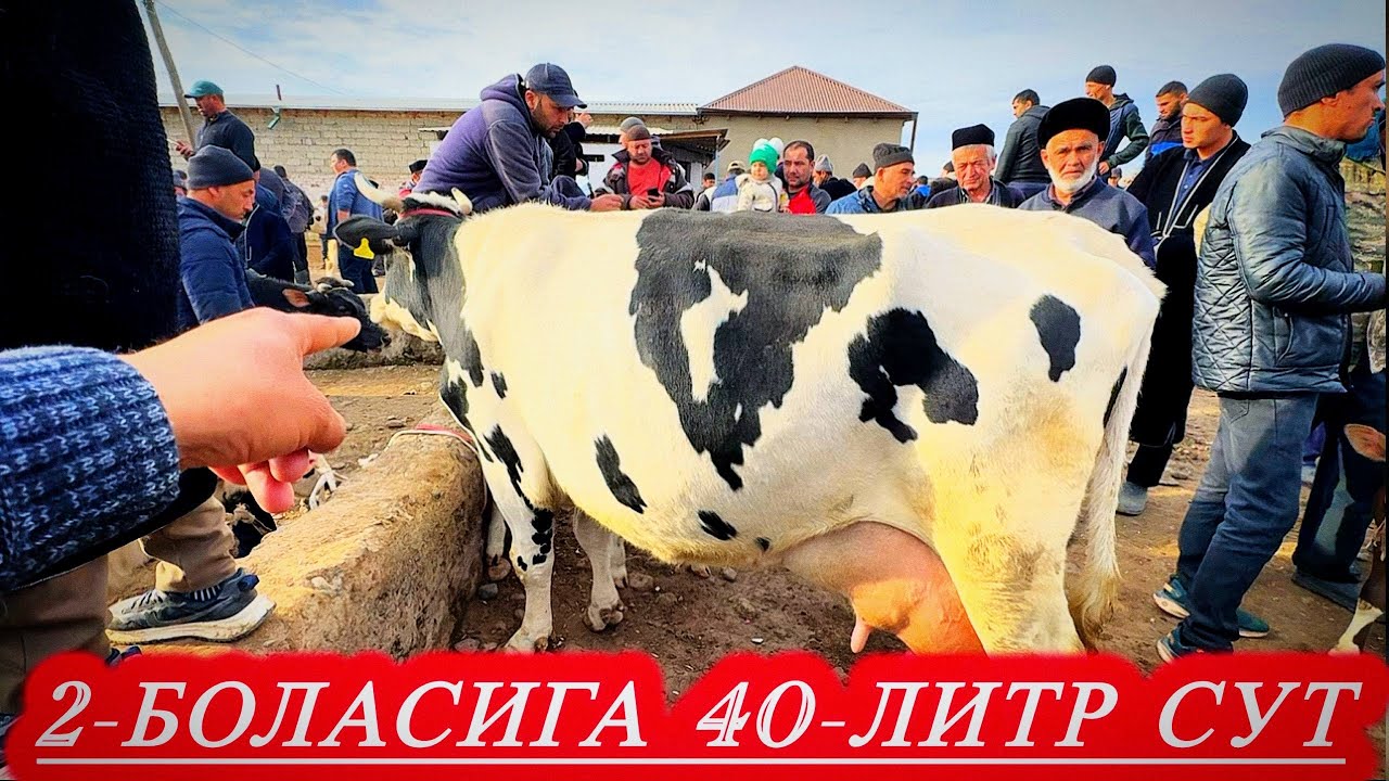 Сурхондарё Сариосиё Пайшанба Бозорида Соғин Сигир Нархлари