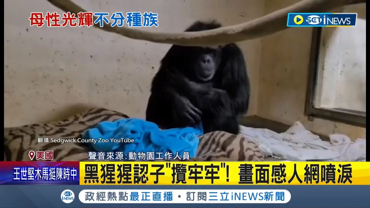 催淚! 美母猩猩初見寶寶