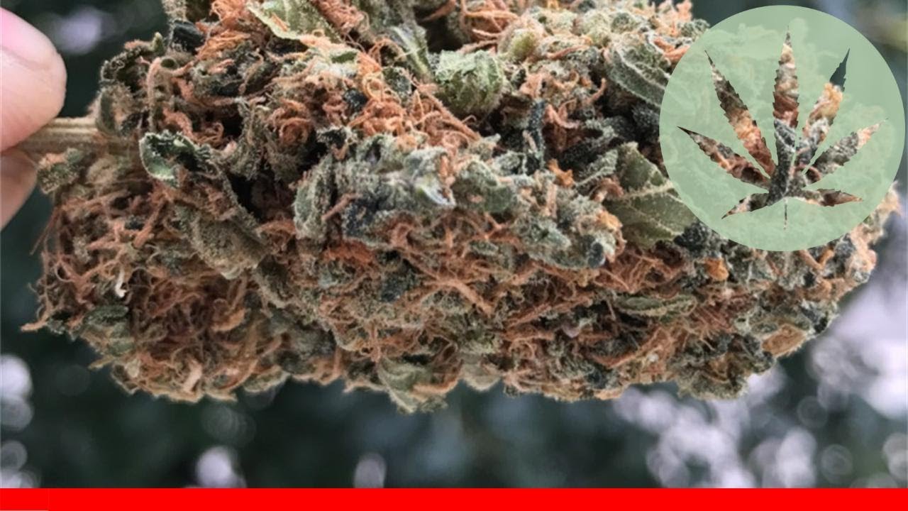 Tangerine Haze - All About This Strain