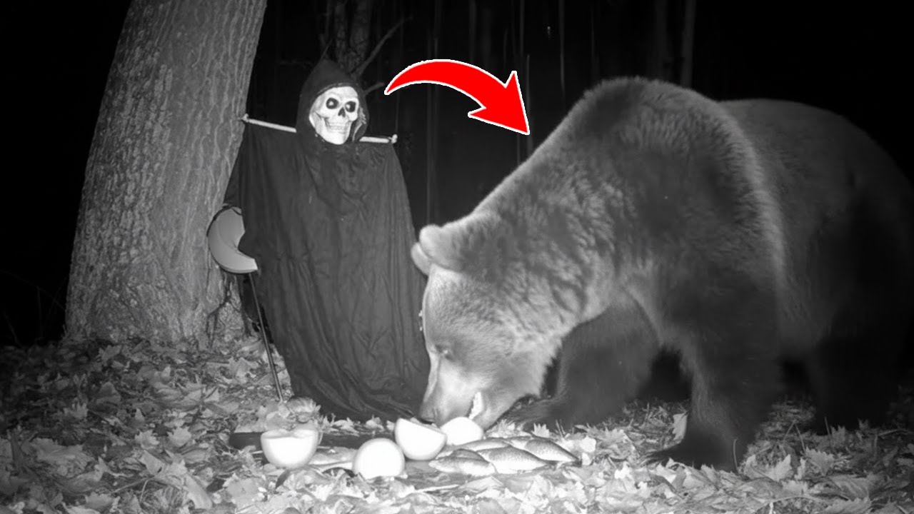 Animals vs. Halloween Pranks! 🎃 Bear Reactions сaught on trail camera