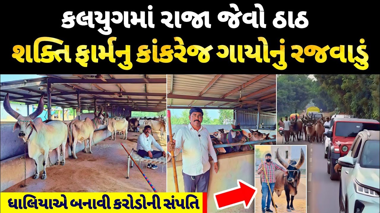 વાહ 🥰😅 શુ કાંકરેજ ગાયો છે, દિલ ખૂશ થઈ ગયું.  Pure Kankrej Cow Farm.