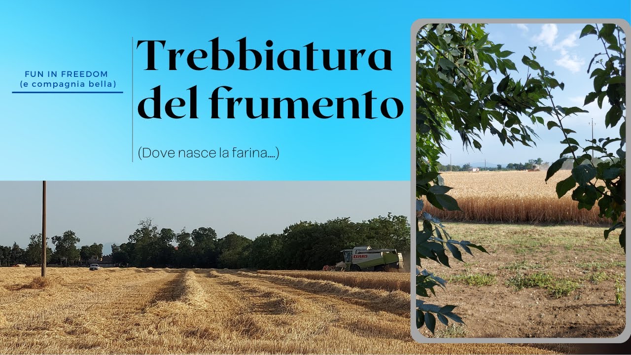 trebbiatura del frumento