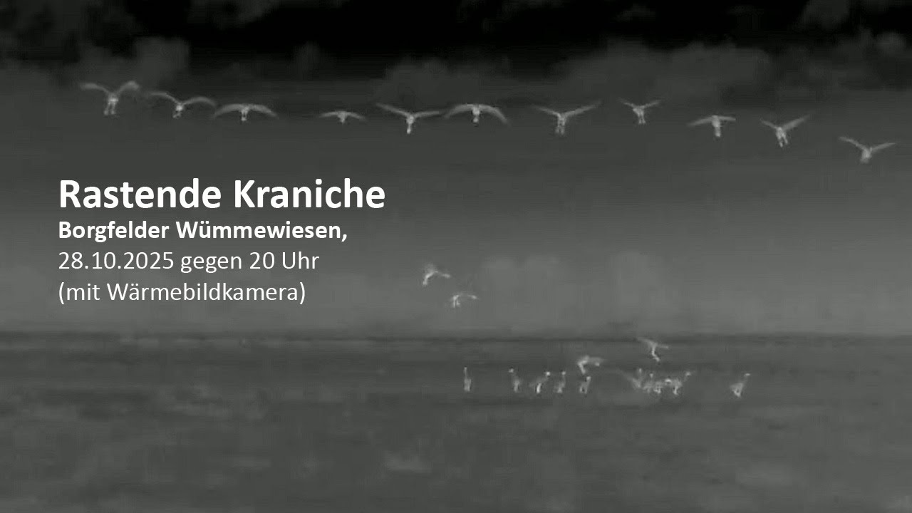 Kraniche landen in den Borgfelder Wümmewiesen zum Übernachten, mehrere kleine Gruppen, 28.10.2025
