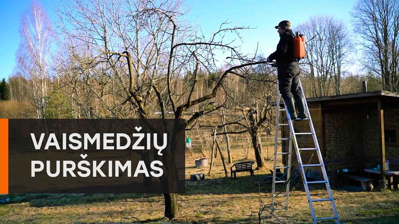 Pavasarinis vaismedžių pur&scaron;kimas