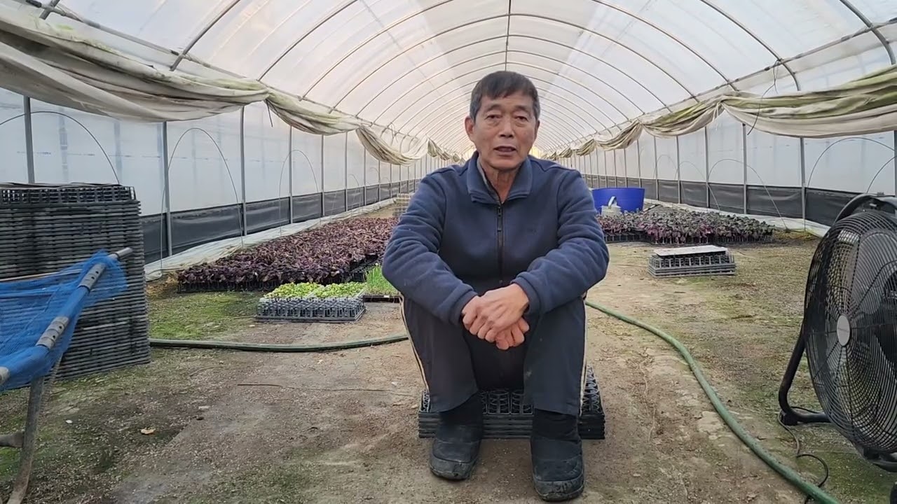 성호육묘장 복합내병계 고추품종 15가지 판매,50구육묘, 억제제 안주고 튼튼하게 잘 육묘하여 현장 및 택배 판매합니다.