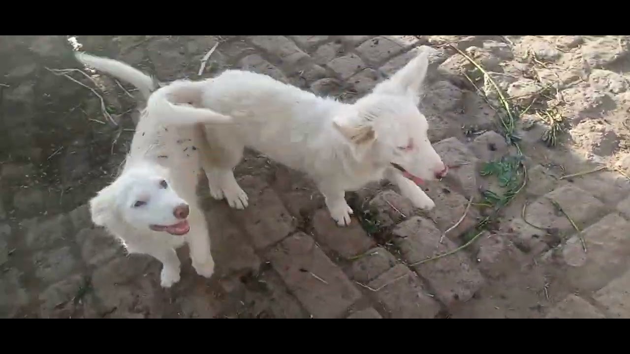 Lovely Desi  culture, Central Punjab Dera system.Purity, rarity simplicity and lively life of Punjab