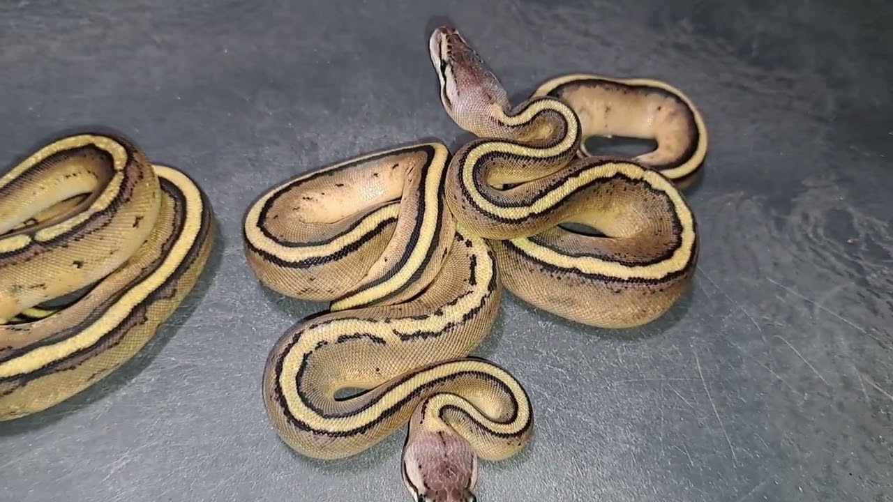 2025-8: Follow-Up BALL PYTHON! Visual + Dble H & Trple H 👀💯 G-Stripe, Pastave, Clown, VPI Axanthic 