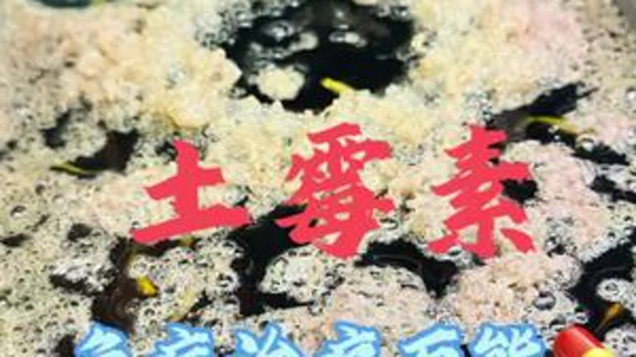 土霉素，孔雀鱼养殖过程中鱼病治疗的万能药💊，一起来看看具体的功效吧 #孔雀鱼 #土霉素 #鱼病防治