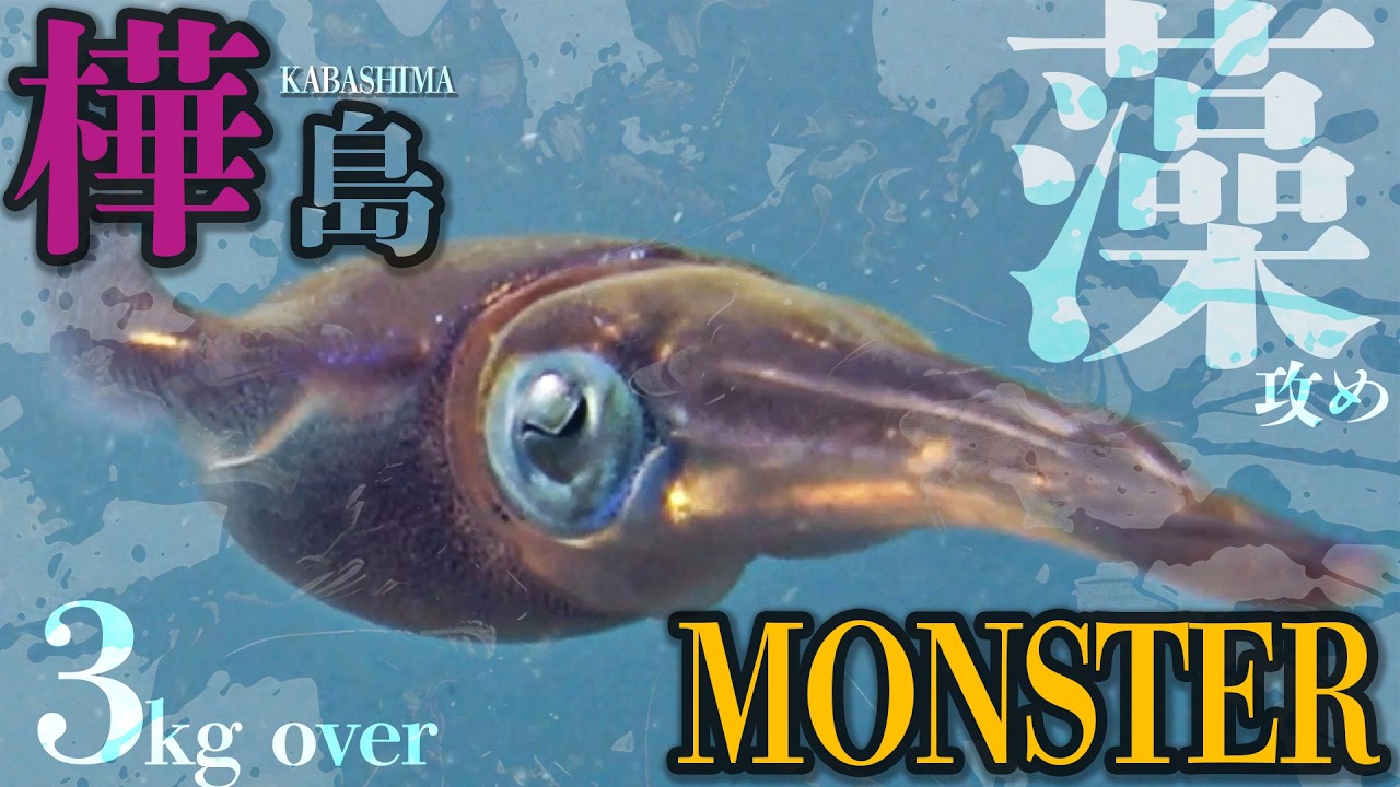 【エギング】長崎南部の藻場は異次元フィールド！！藻場を攻めデカイカを獲る。2025 5月 エギング　アオリイカ