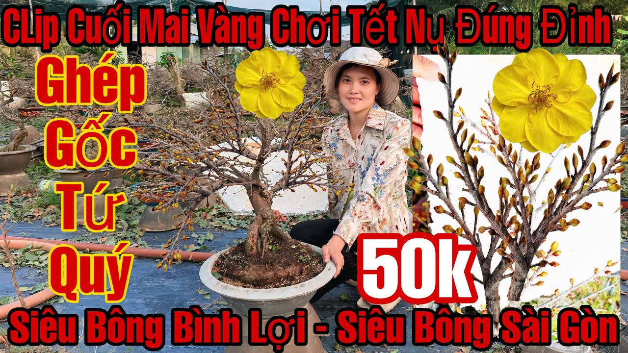 13/12âL☎️0387029933☎️🌲Mai Vàng Chơi Tết Giá Rẻ🌲Siêu Bông Bình Lợi-Siêu Bông Sài Gòn-Ghép Gốc Tứ Quý…