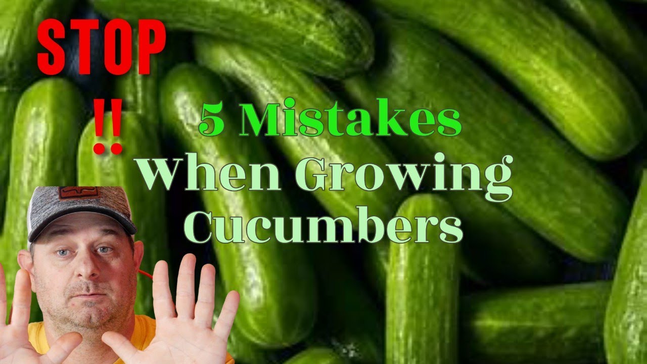 5 most common mistakes: When growing cucumbers