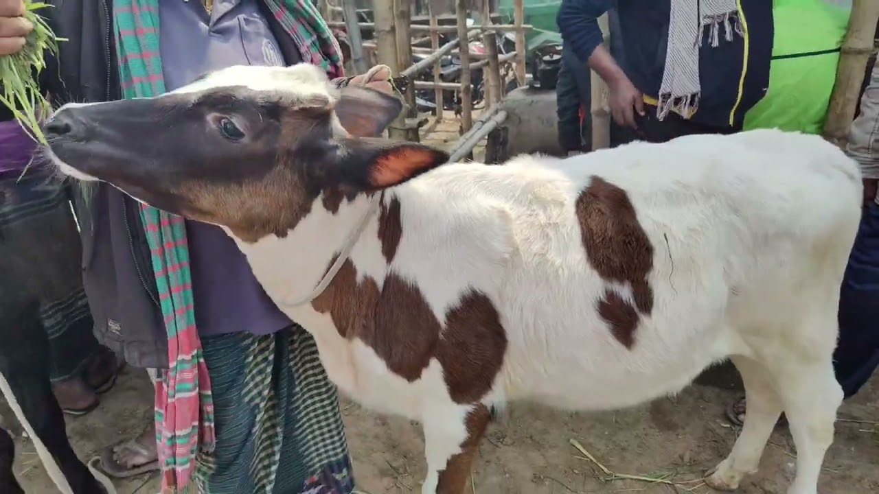 আপনি কি হাট থেকে ফ্রিজিয়ান বকনা কিনবেন? কেনার আগে অবশ্যই জানুন