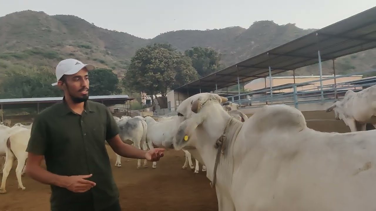 ELITE THARPARKAR HEIFERS AND DRY COWS