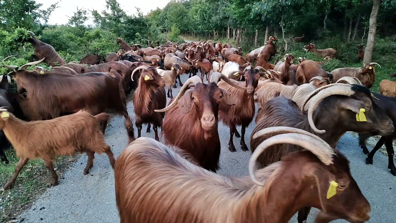 Dhit e Kuqe (Video)