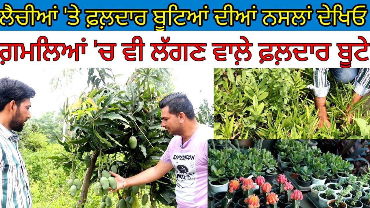 ਲੈਚੀਆਂ 'ਤੇ ਫ਼ਲ਼ਦਾਰ ਬੂਟਿਆਂ ਦੀਆਂ ਕਿਸਮਾਂ:ਗ਼ਮਲੇ 'ਚ ਵੀ ਫ਼ਲ਼ ਲੱਗੇ|Harbhej Sidhu|Golden nursery Melerkotla|