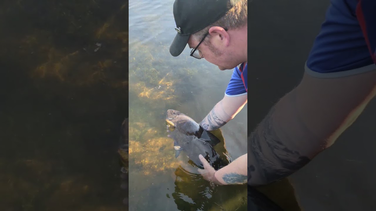 Wypuszczam mojego rekordowego lina z zeszłego lata, ważącego 6 funt&oacute;w i 15 uncji @TenchfishersTV #lin #catchandrelease