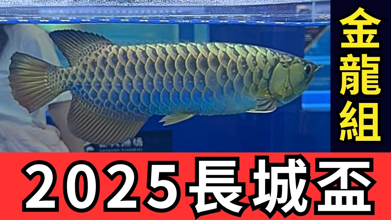 2025  長城盃 金龍魚-冠軍