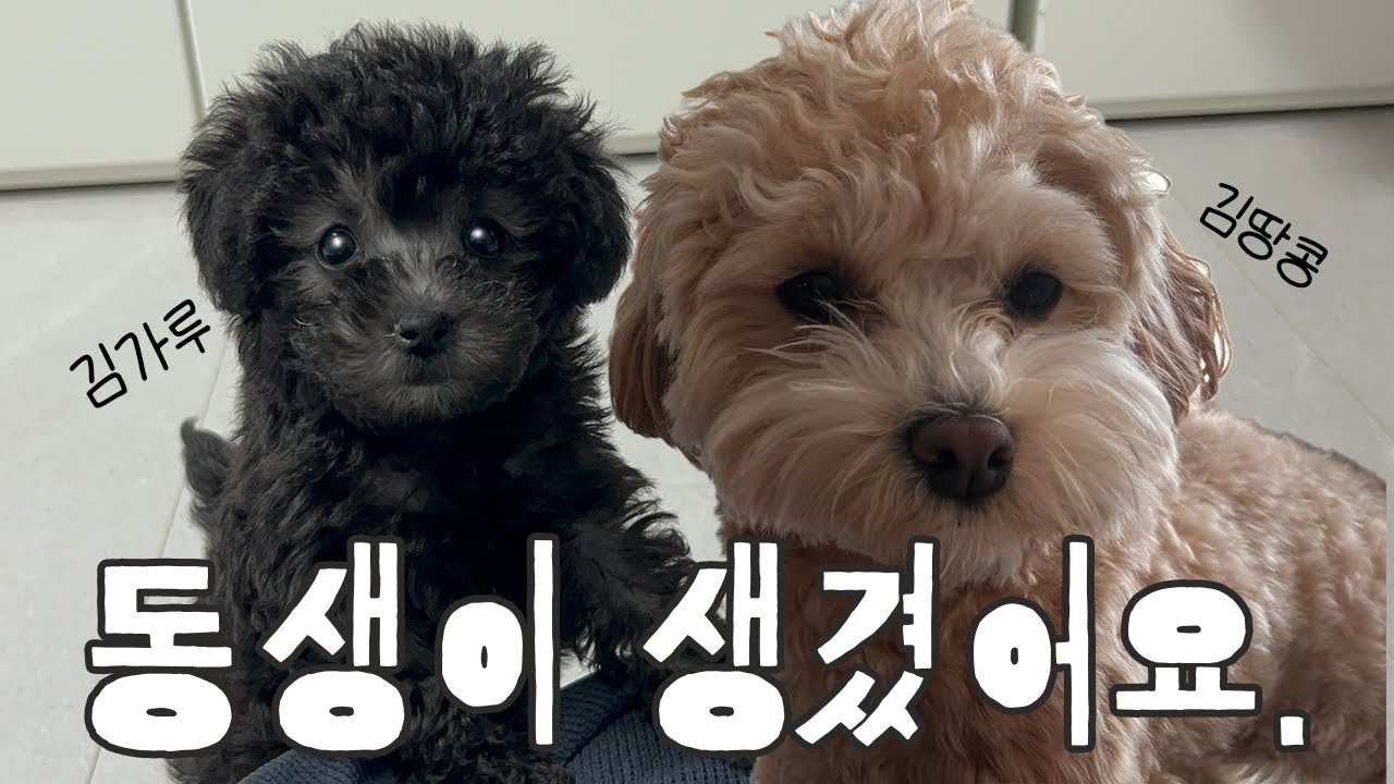 둘째 강아지 입양 브이로그｜첫째 강아지 반응은?