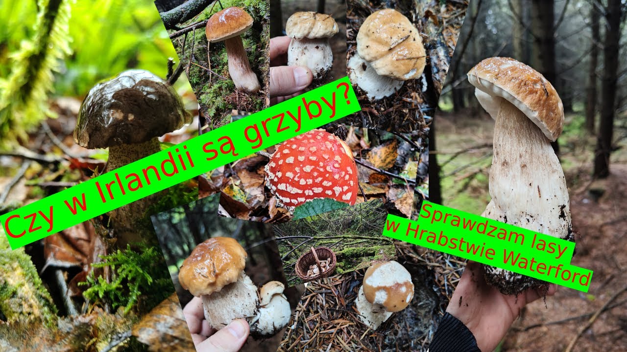 Czy w Irlandii są grzyby? Wrześniowe grzybobranie w hrabstwie Waterford.