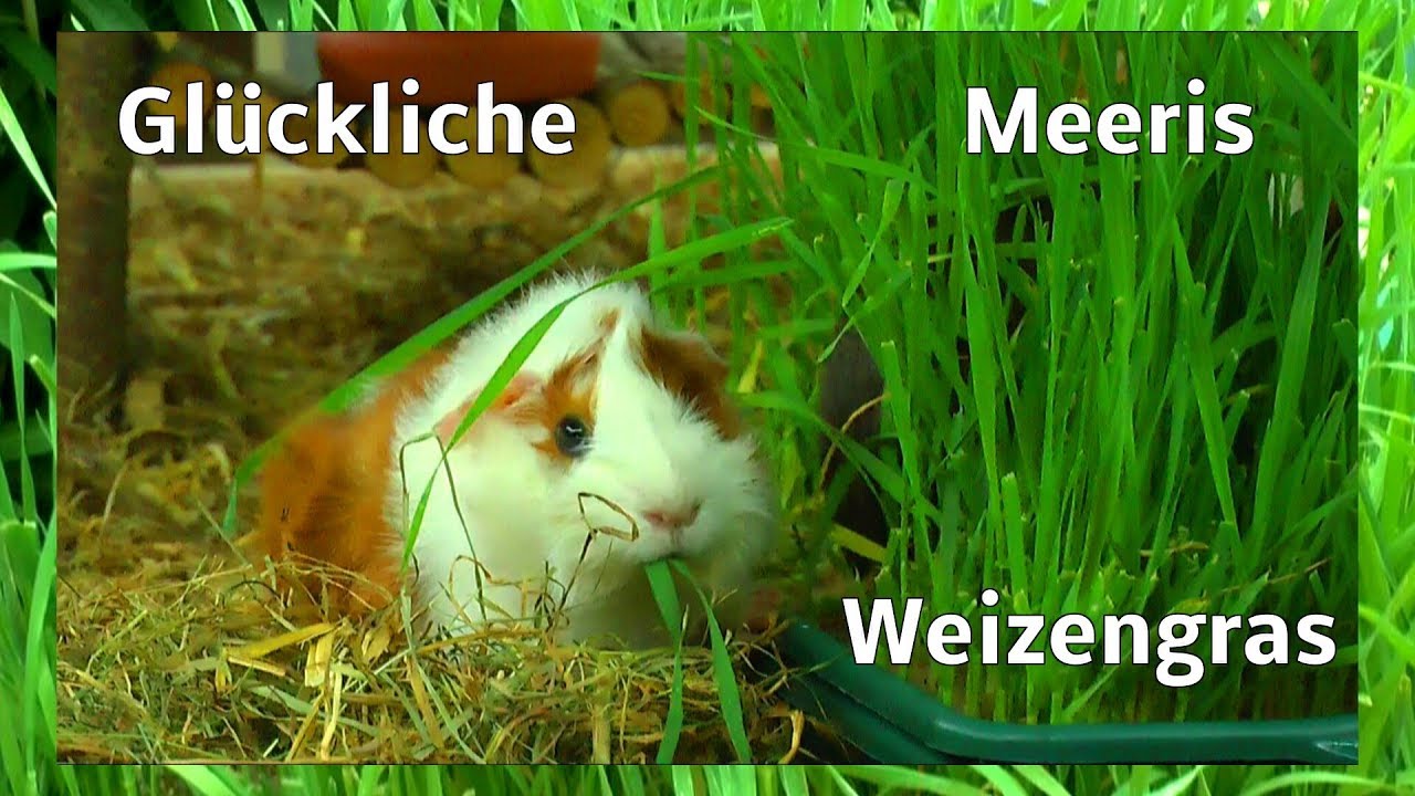 Glückliche Meerschweinchen besser Essen hält gesund und munter das Weizengras für drinnen und drau
