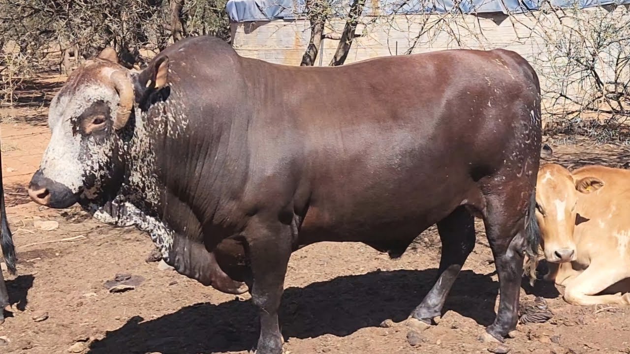 I went to a Nguni Stud Breeder!