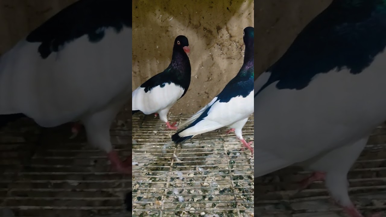 Beautiful kbooter pair