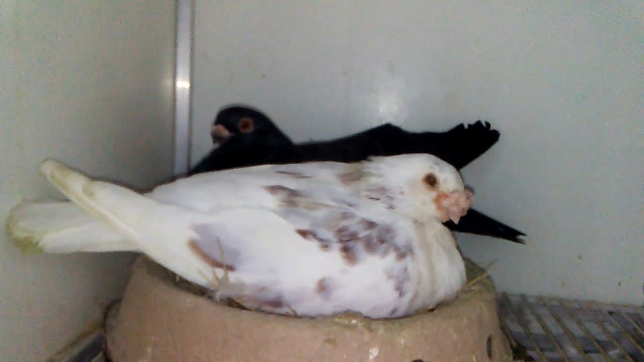 Las palomas del tio