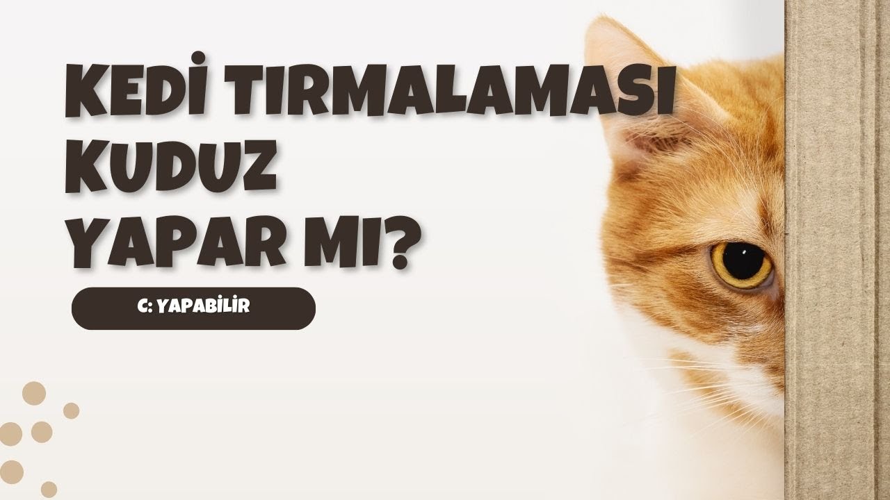 KEDİ TIRMALAMASI KUDUZ YAPAR MI?