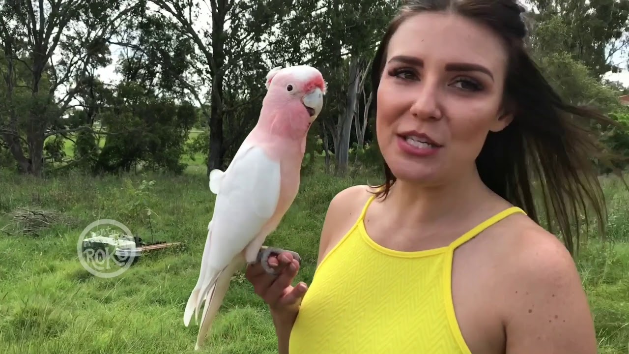 Parrot Playtime 1_2