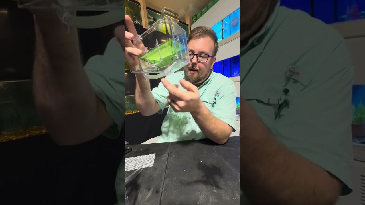 DIY fish egg catcher! #fishegg #eggcatcher #aquarium #fishbreeder