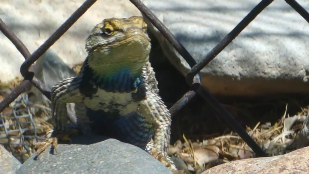 Cottontail Rabbit and Two Desert Spiny Lizards