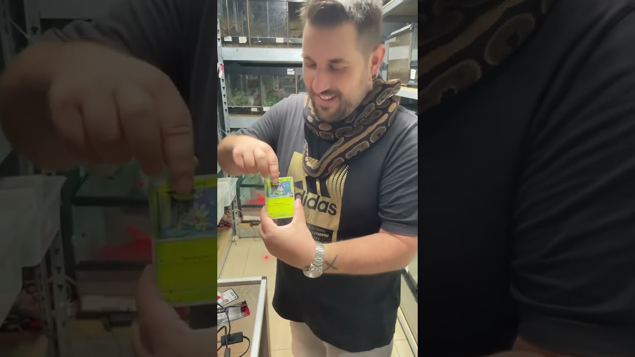 Unboxing Pokemon destined rivals with 1,20 cm ball python 🐍 #pokemon #pokemontcg #pokemoncards