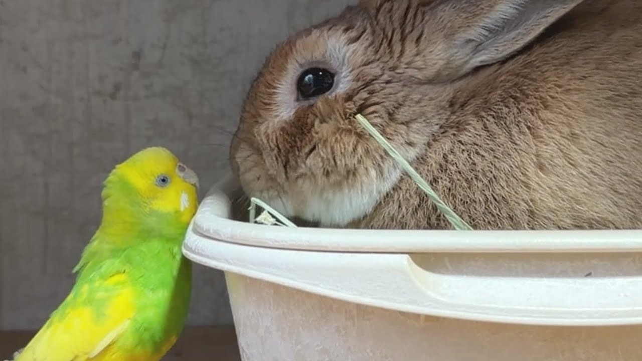 飼い主に内緒でウサ語と鳥語で会話しているウサギとインコ・・・　(No.2103)