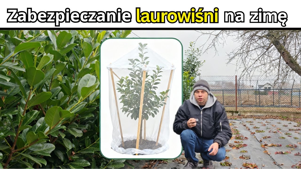 Twoja laurowiśnia przetrwa zimę dzięki temu trikowi!