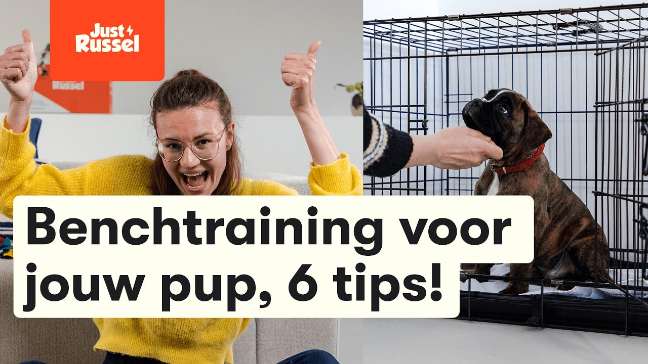 Bench training puppy - 6 stappen!