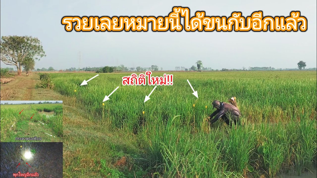 สถิติใหม่ขนกับอีกแล้ว!!ใครจะคิดหมายที่มีคนดักแล้วจะยังมีหนูพุกใหญ่ซ่อนอยู่เยอะขนาดนี้