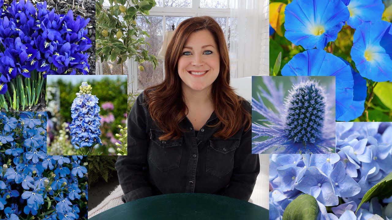 Best Blue-Blooming Plants for Season-Long Color | Proven Winners