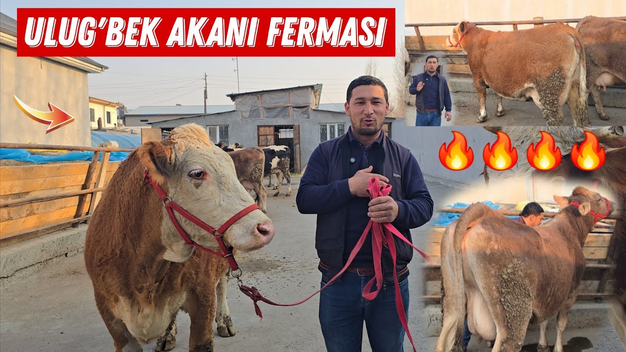 Uzoq Kutilgan Ulug'bek Akani FERMASI Simental Danya Sigirlar 